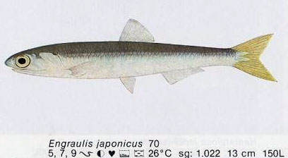 Engraulis japonicus